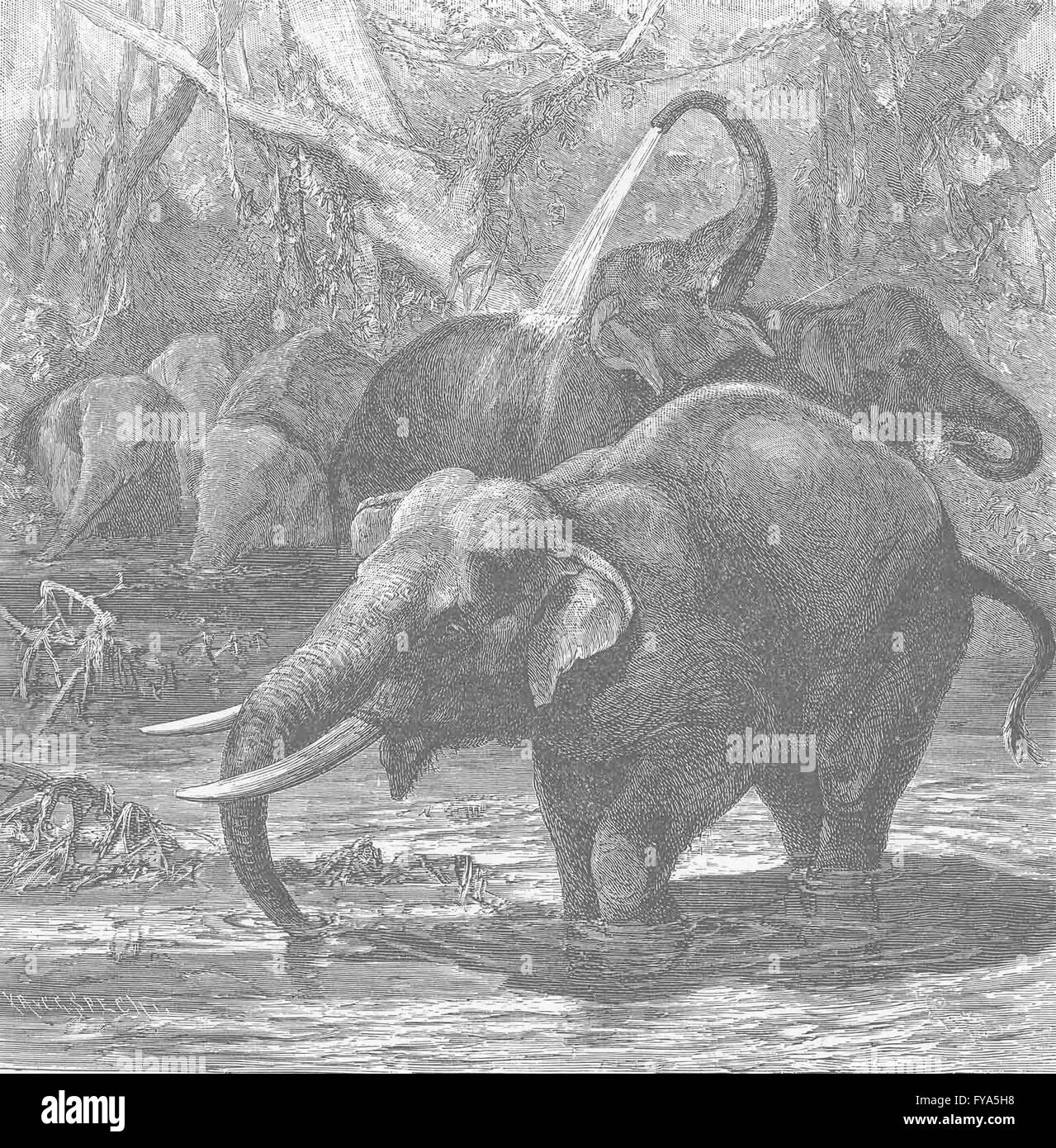 INDIA: elefanti indiani che si diverte, antica stampa 1894 Foto Stock