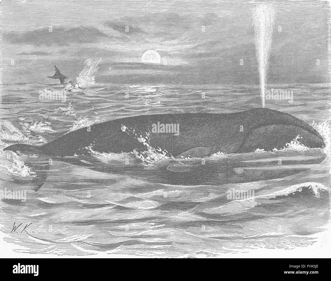 La Groenlandia - La balena della Groenlandia, antica stampa 1894 Foto Stock