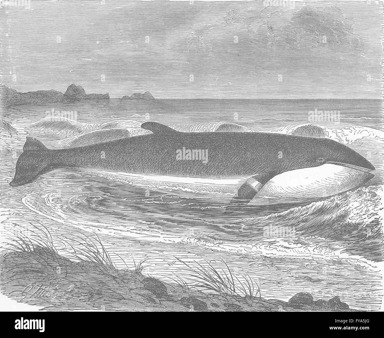Balene: Il minore fin-balena, antica stampa 1894 Foto Stock