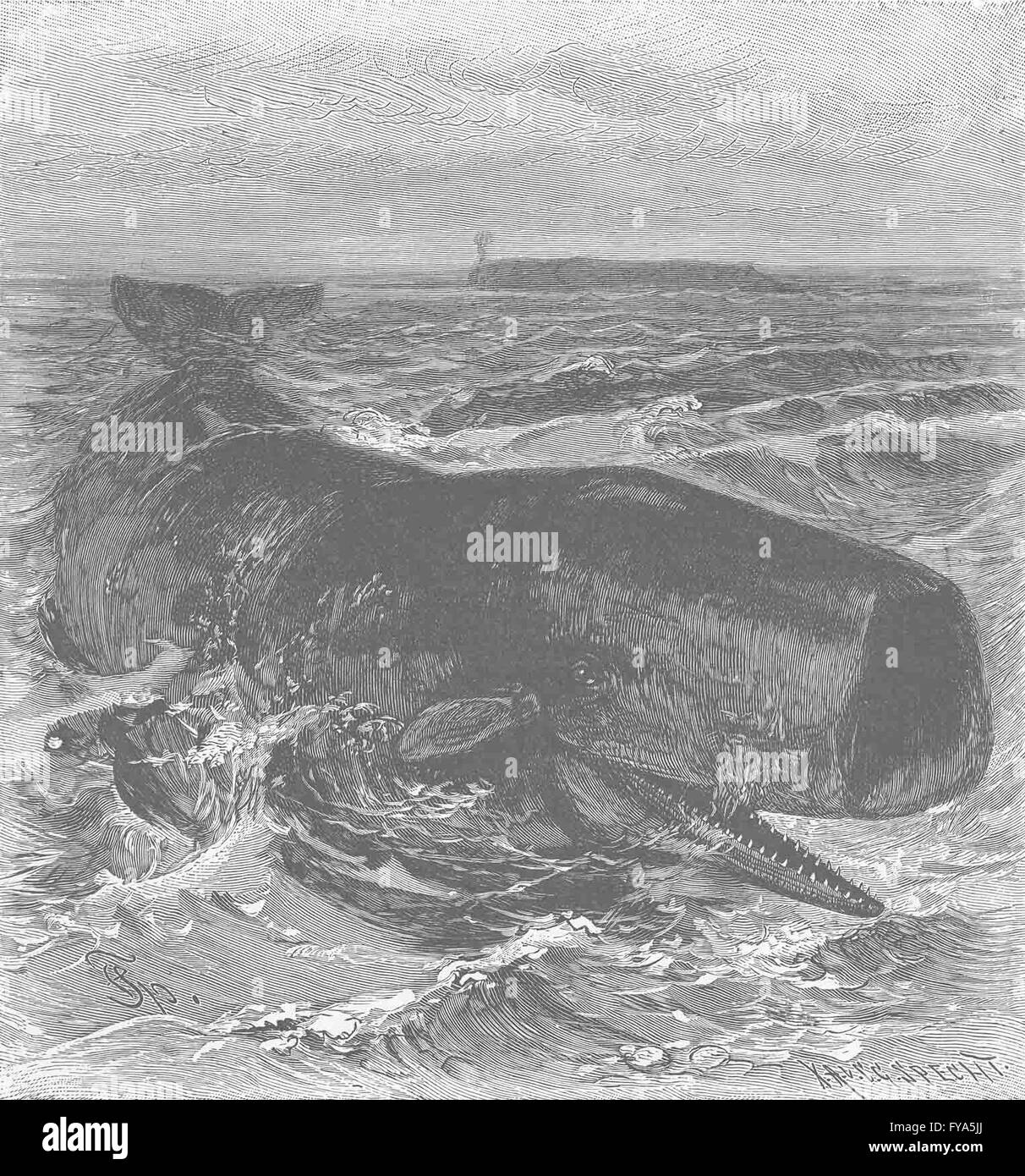 Balene: il capodoglio, antica stampa 1894 Foto Stock