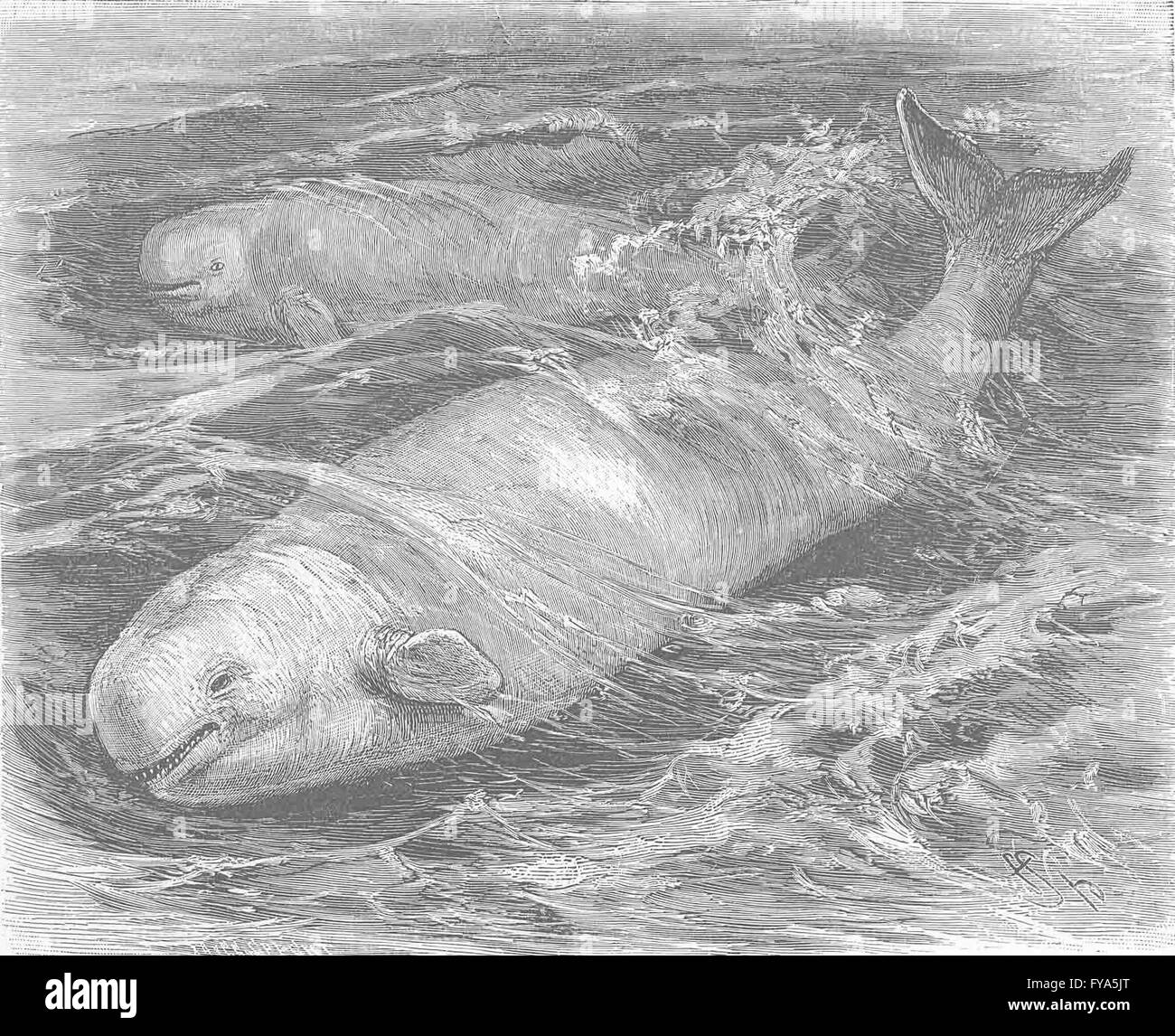 Balene: La balena bianca, antica stampa 1894 Foto Stock