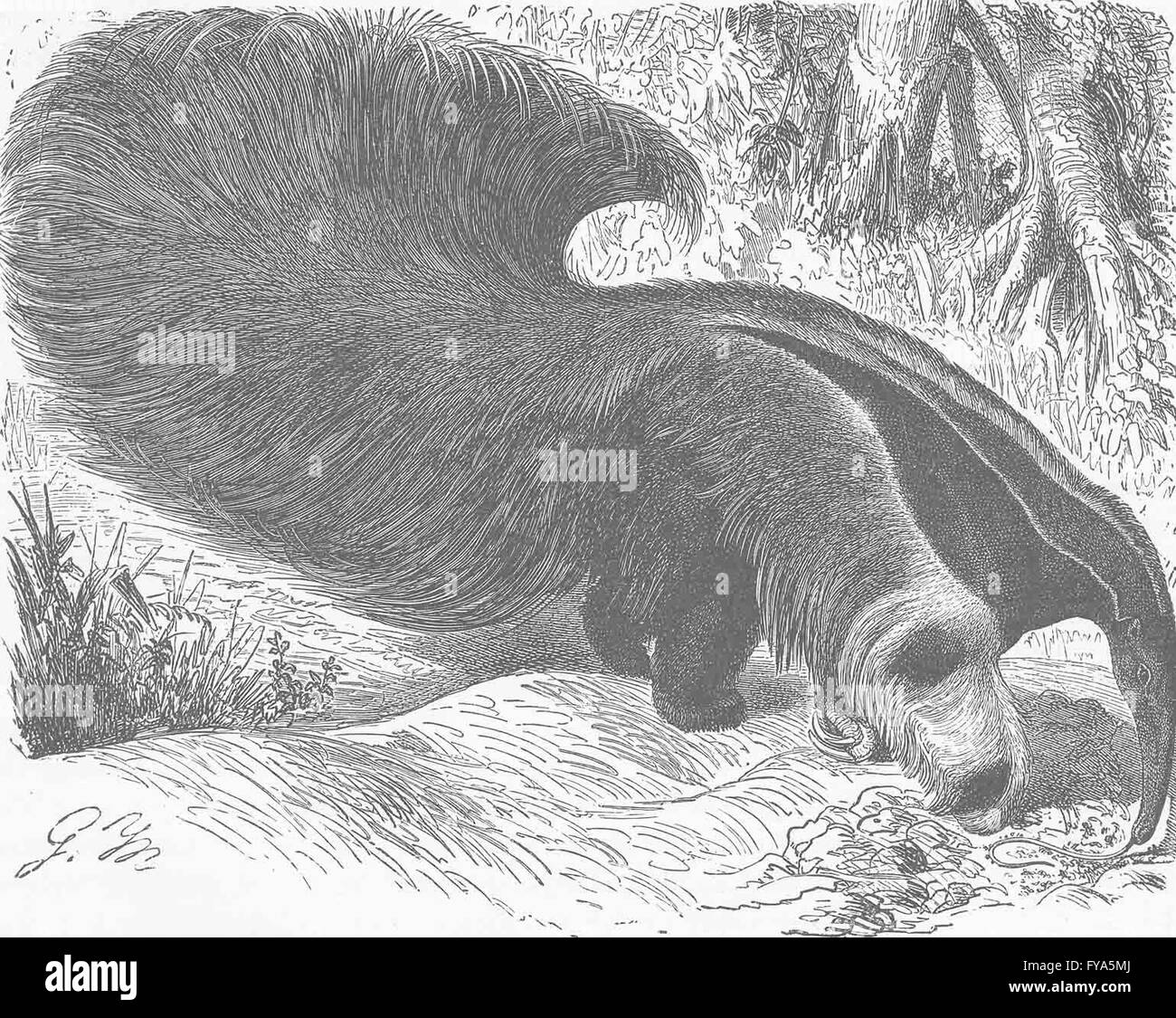 EDENTATES: Grande ant-eater con coda elevata, antica stampa 1894 Foto Stock