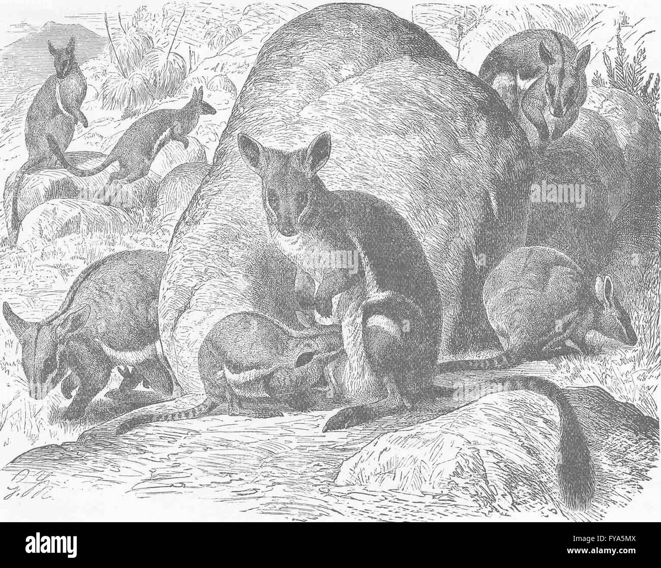 I MARSUPIALI: Giallo-footed rock-wallaby, antica stampa 1894 Foto Stock