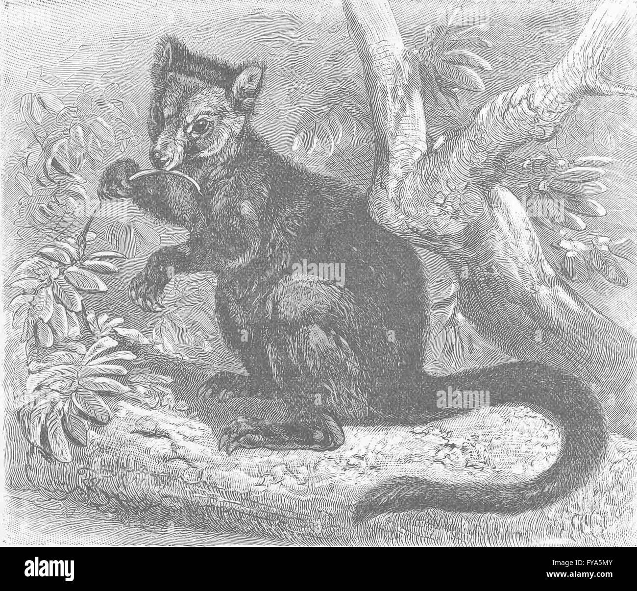 I MARSUPIALI: l'albero nero-kangaroo, antica stampa 1894 Foto Stock