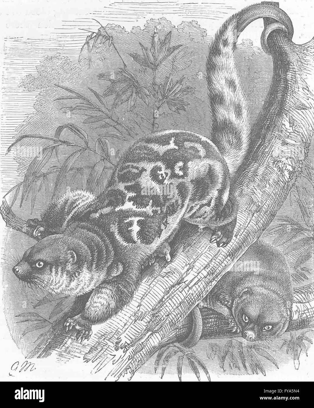 I MARSUPIALI: The Spotted cuscus, antica stampa 1894 Foto Stock