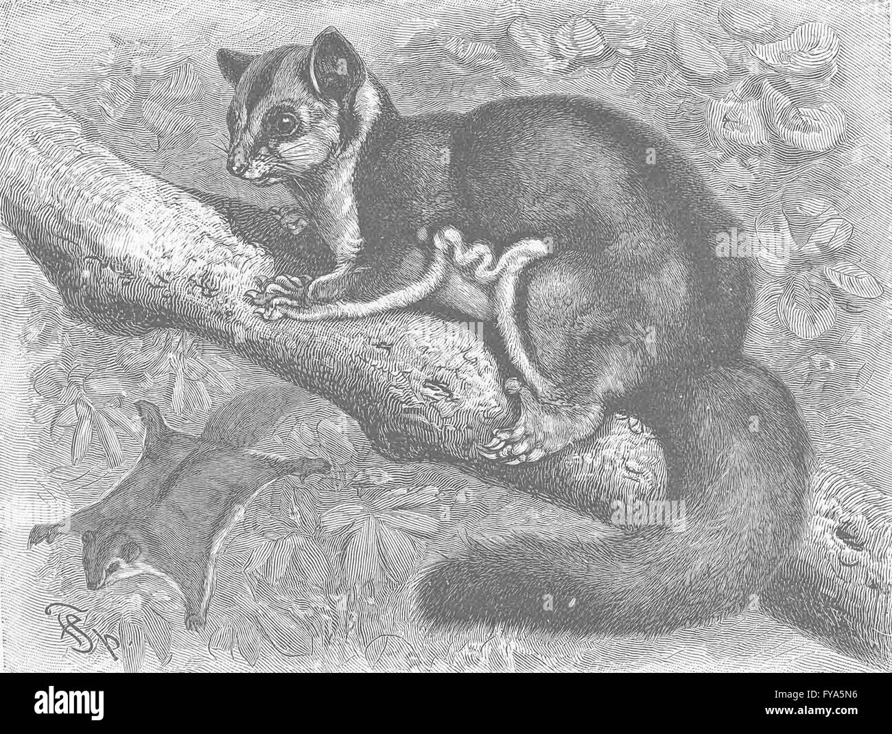 I MARSUPIALI: scoiattolo battenti phalanger, antica stampa 1894 Foto Stock