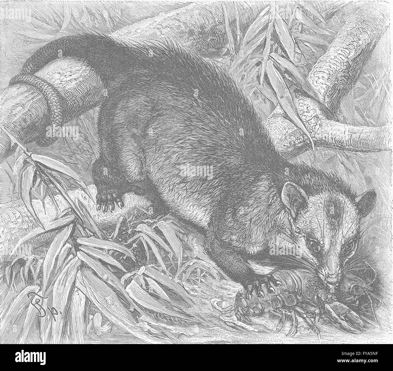 I MARSUPIALI: Philander opossum, antica stampa 1894 Foto Stock