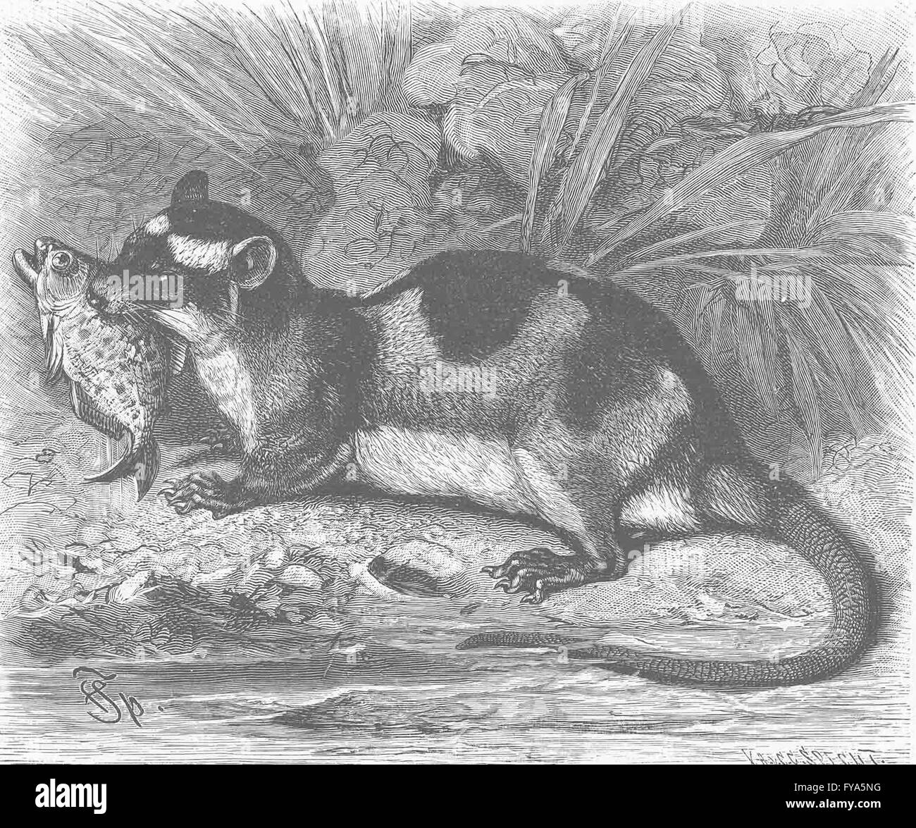 I MARSUPIALI: Acqua-opossum, antica stampa 1894 Foto Stock