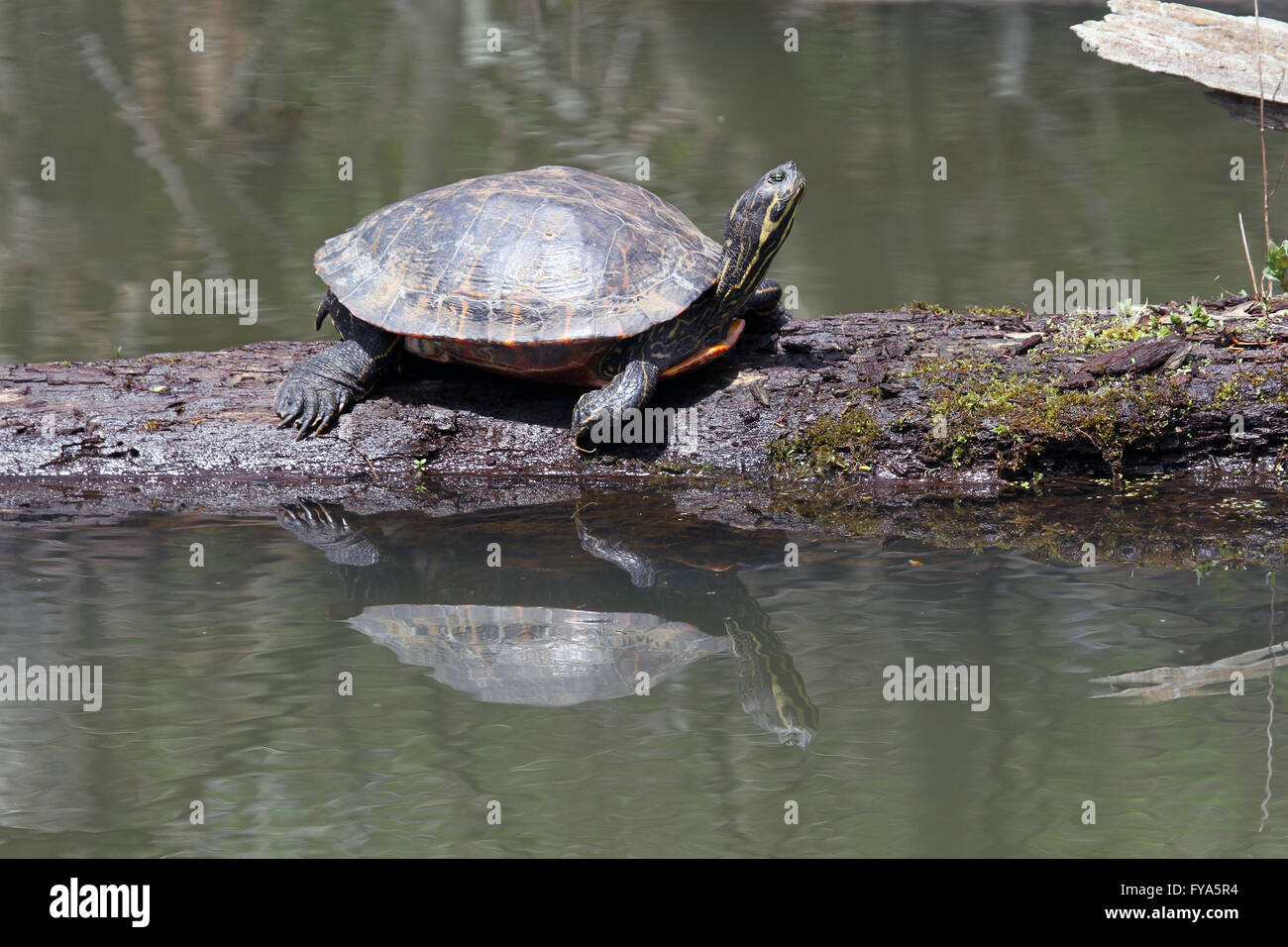 Un dipinto di Midland tartaruga, su un log in uno stagno, con la sua riflessione. Foto Stock