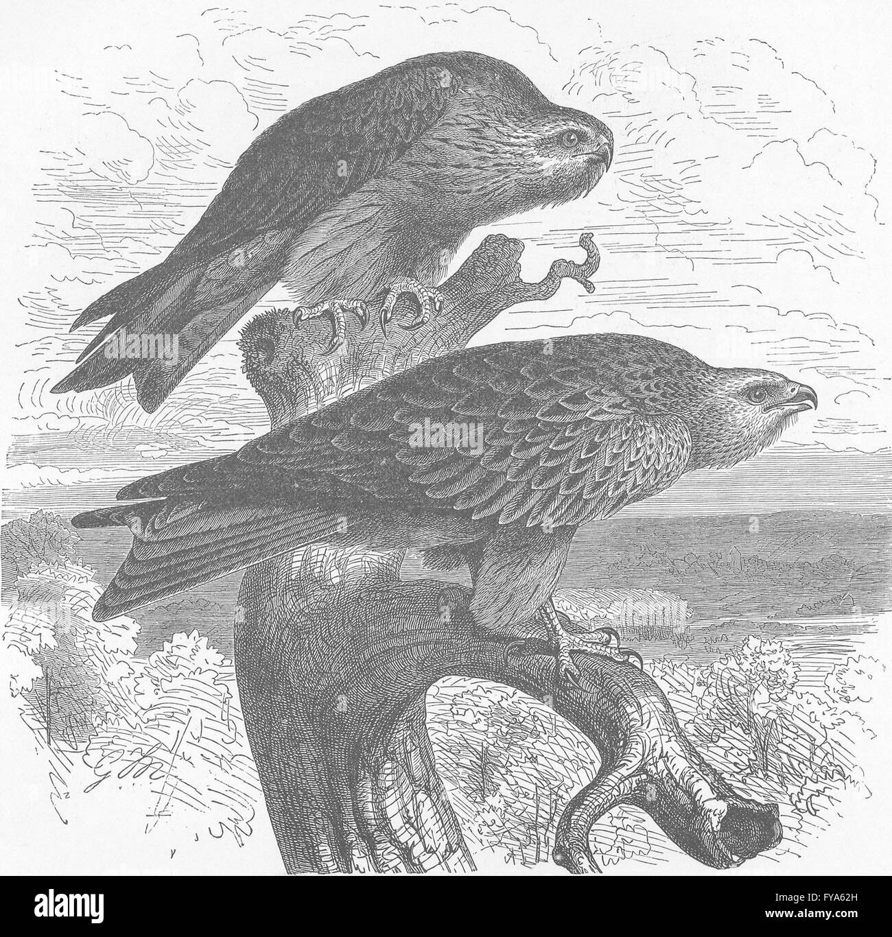 Uccelli: nibbio e aquilone rosso, antica stampa 1895 Foto Stock