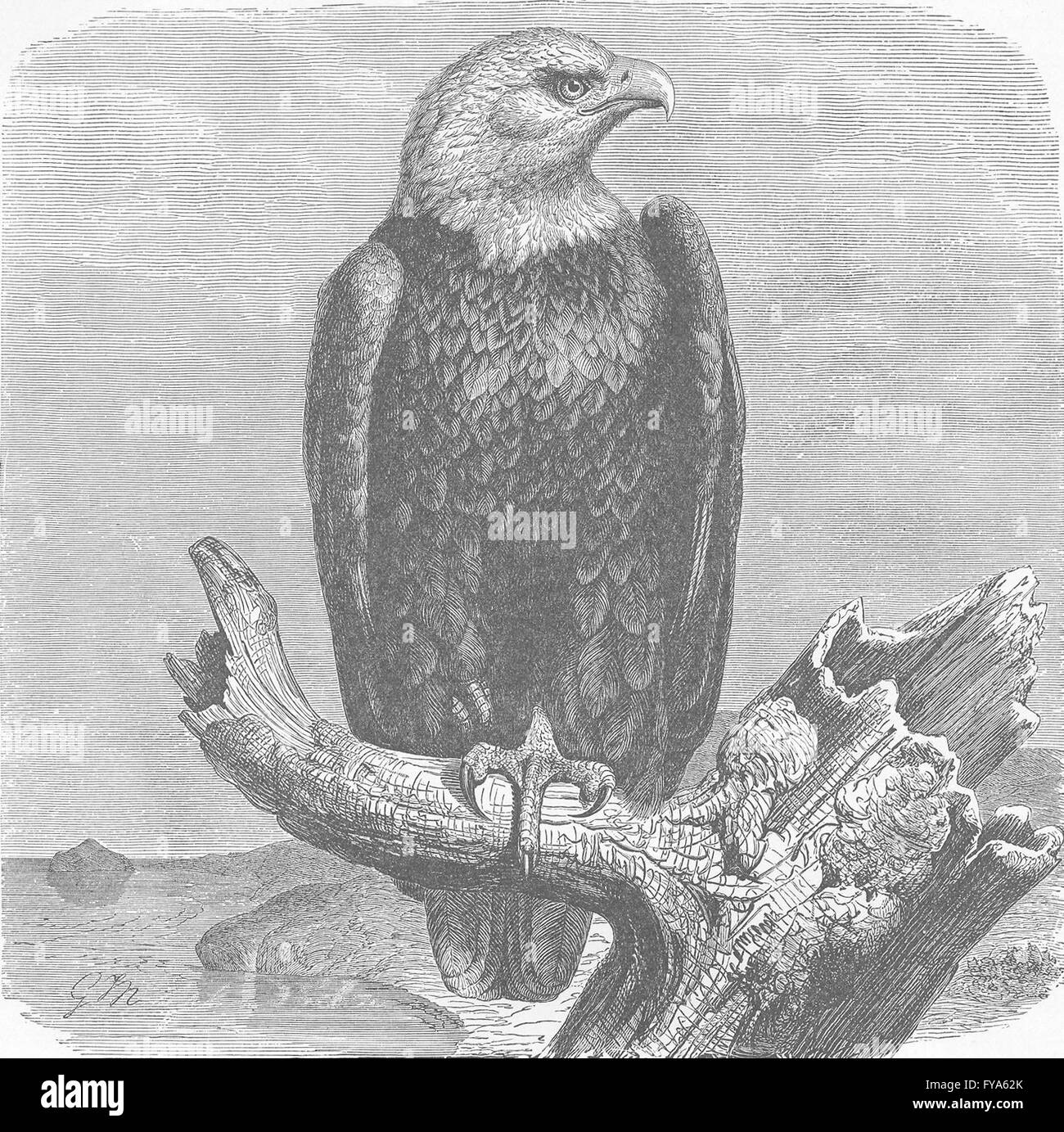 Uccelli: Bianco-guidato sea-eagle, antica stampa 1895 Foto Stock