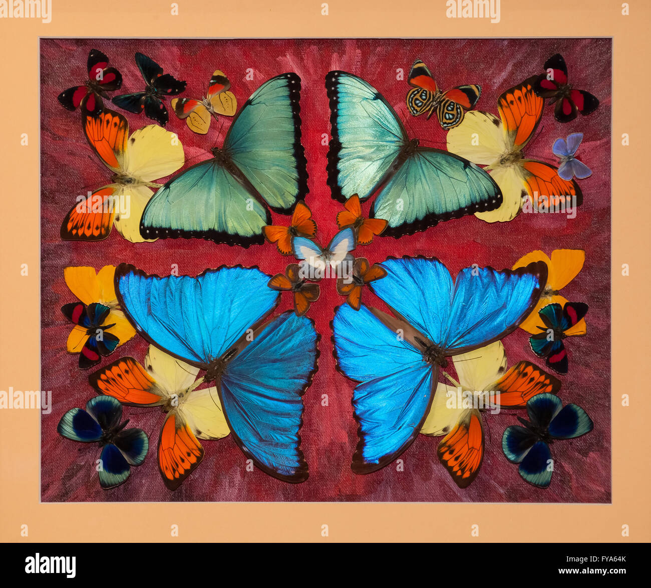 Farfalla colorata collezione Foto Stock