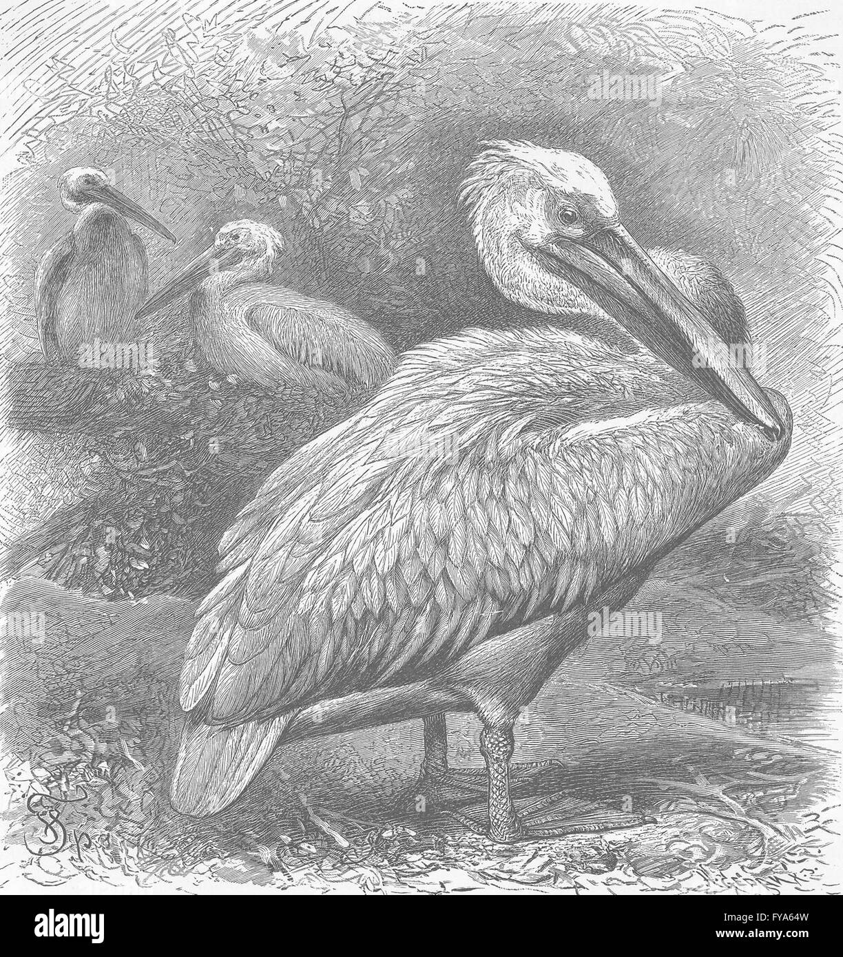 Uccelli: Unione pelican, antica stampa 1895 Foto Stock
