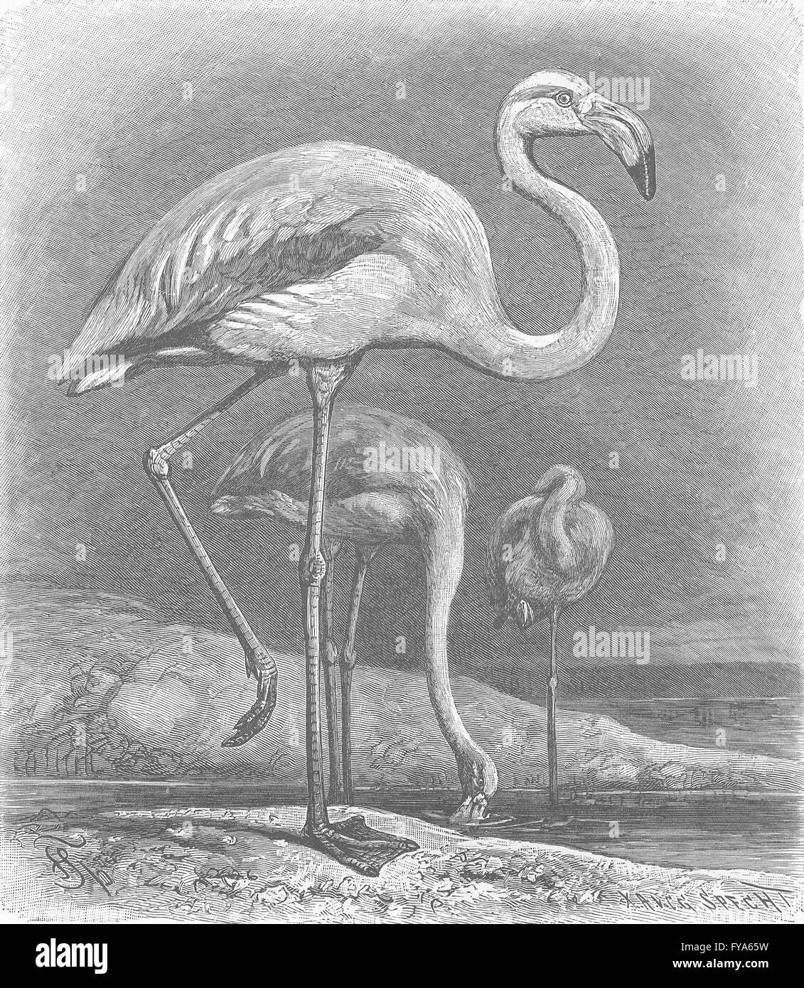 Uccelli: fenicotteri europea, antica stampa 1895 Foto Stock