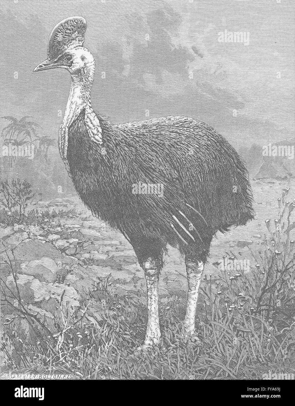 Uccelli: casuario Australiano, antica stampa 1895 Foto Stock