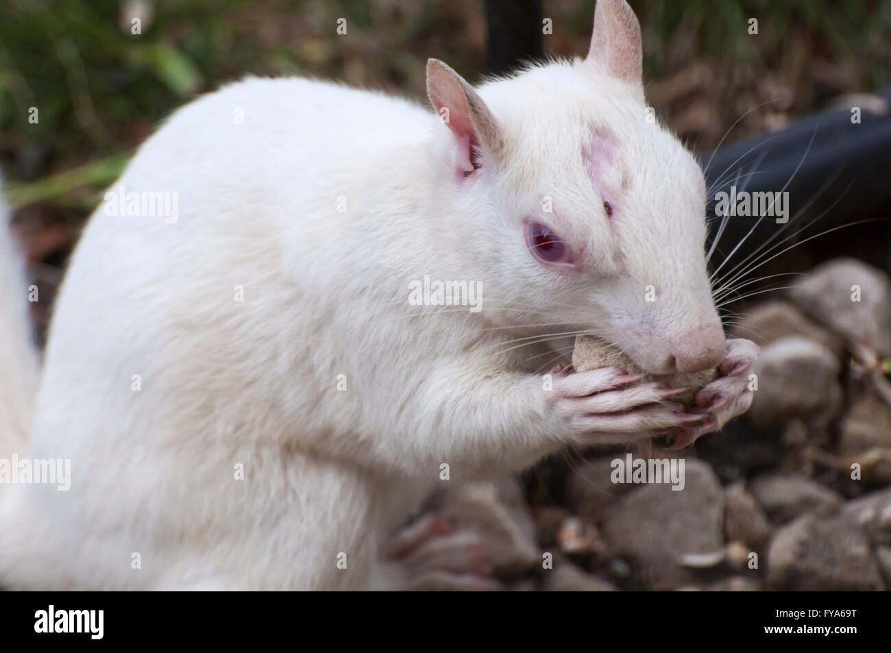 Vadnais Heights, Minnesota. Scoiattolo Albino masticare su una roccia da un giardino di roccia. Orientale scoiattolo grigio - Sciurus carolinensis. Foto Stock