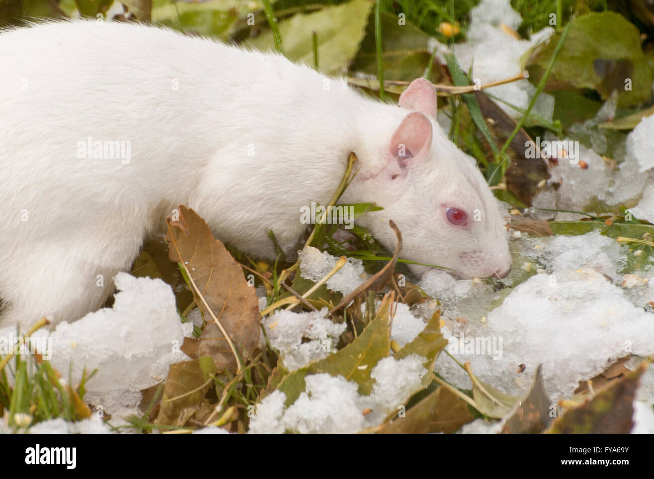 Vadnais Heights, Minnesota. Scoiattolo Albino mangiare la neve come una fonte di acqua. Orientale scoiattolo grigio - Sciurus carolinensis. Foto Stock
