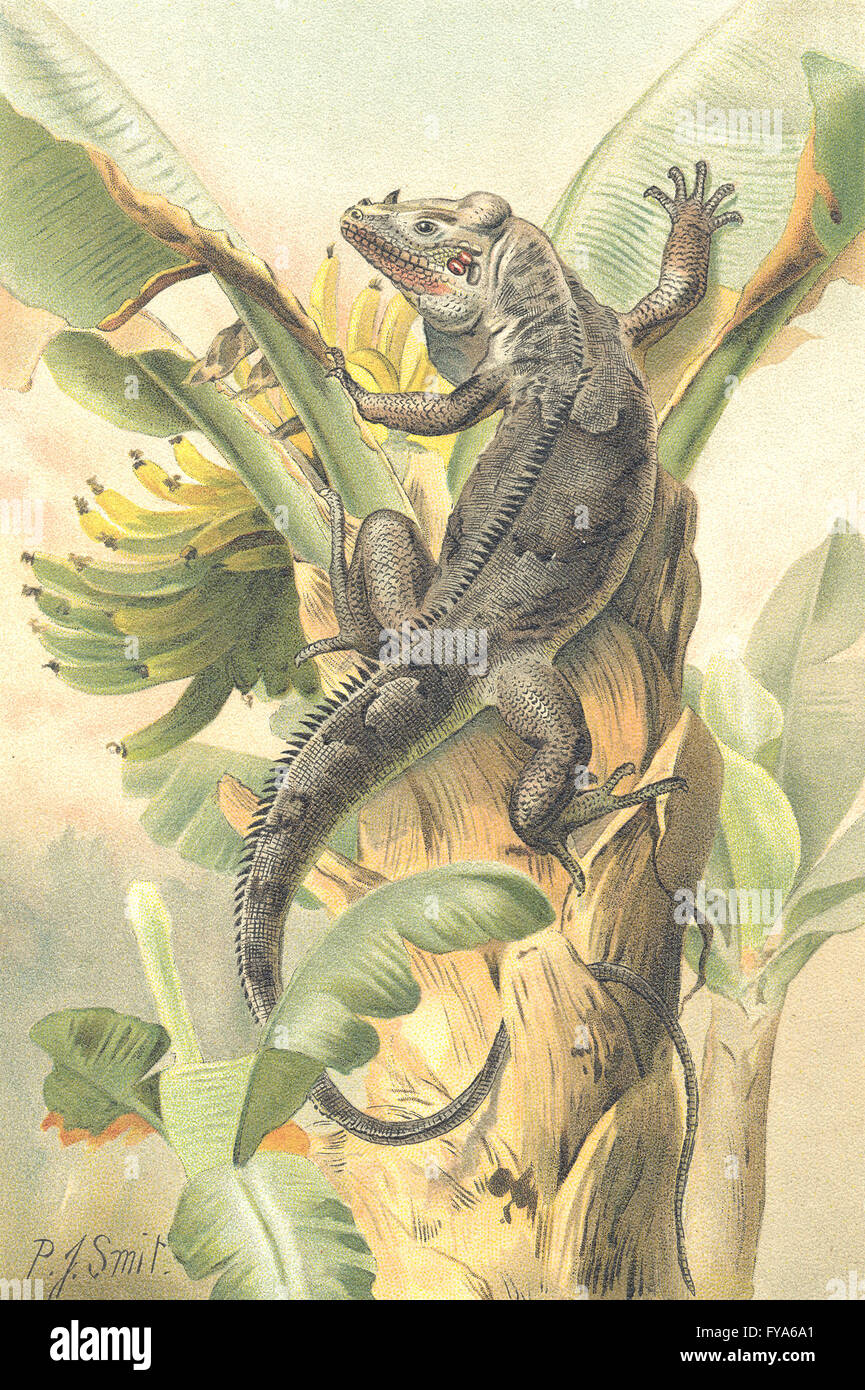 Rettili: il nero iguana, antica stampa 1896 Foto Stock