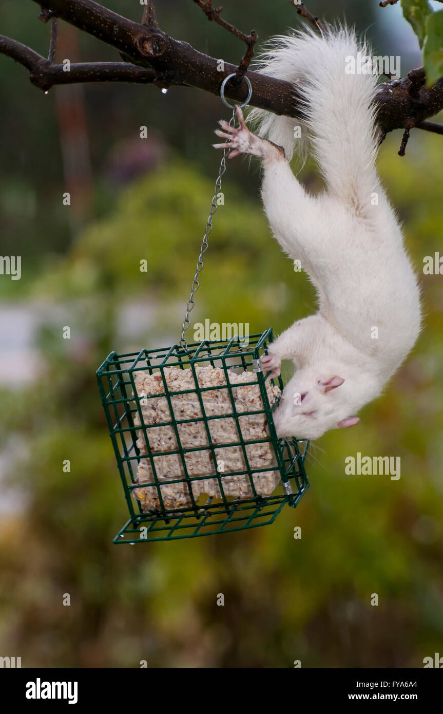 Vadnais Heights, Minnesota. Scoiattolo Albino appeso a un albero di mangiare suet da un alimentatore suet per gli uccelli. Orientale scoiattolo grigio Foto Stock