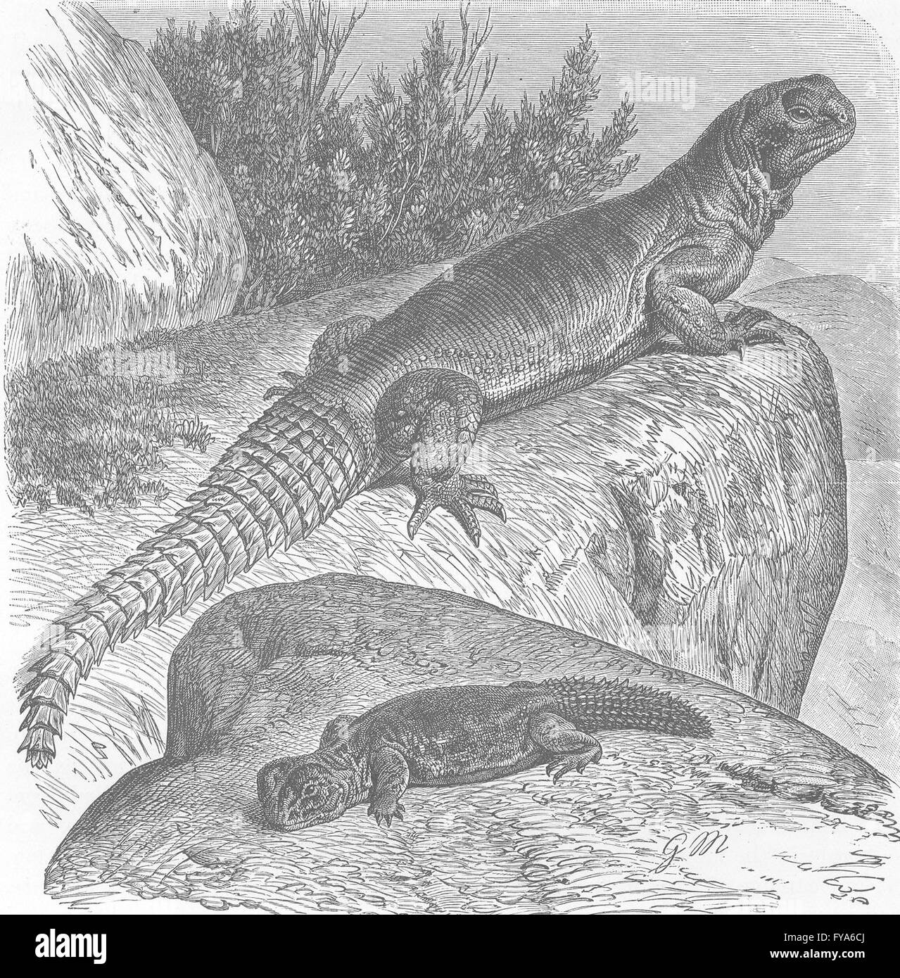 Rettili: Arabian spinosa-tailed lizard , antica stampa 1896 Foto Stock