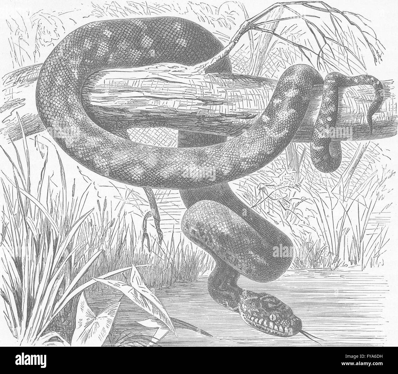 Tabellone di gioco del serpente immagini e fotografie stock ad alta  risoluzione - Alamy