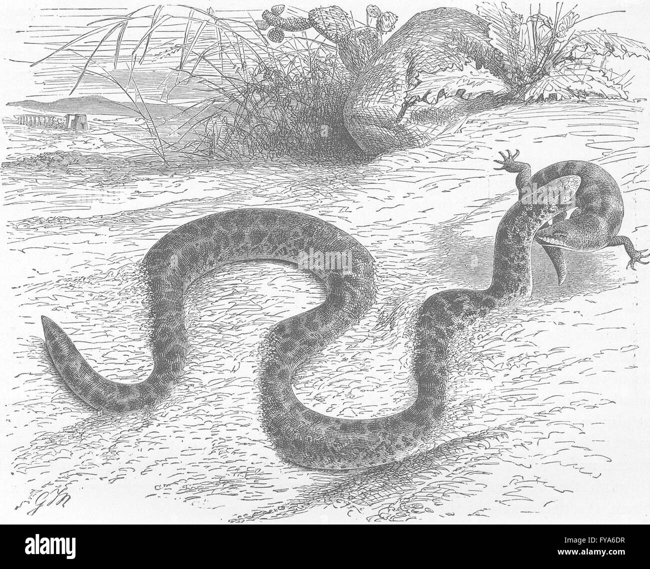 Animali: sabbia egiziano-serpente, antica stampa 1896 Foto Stock