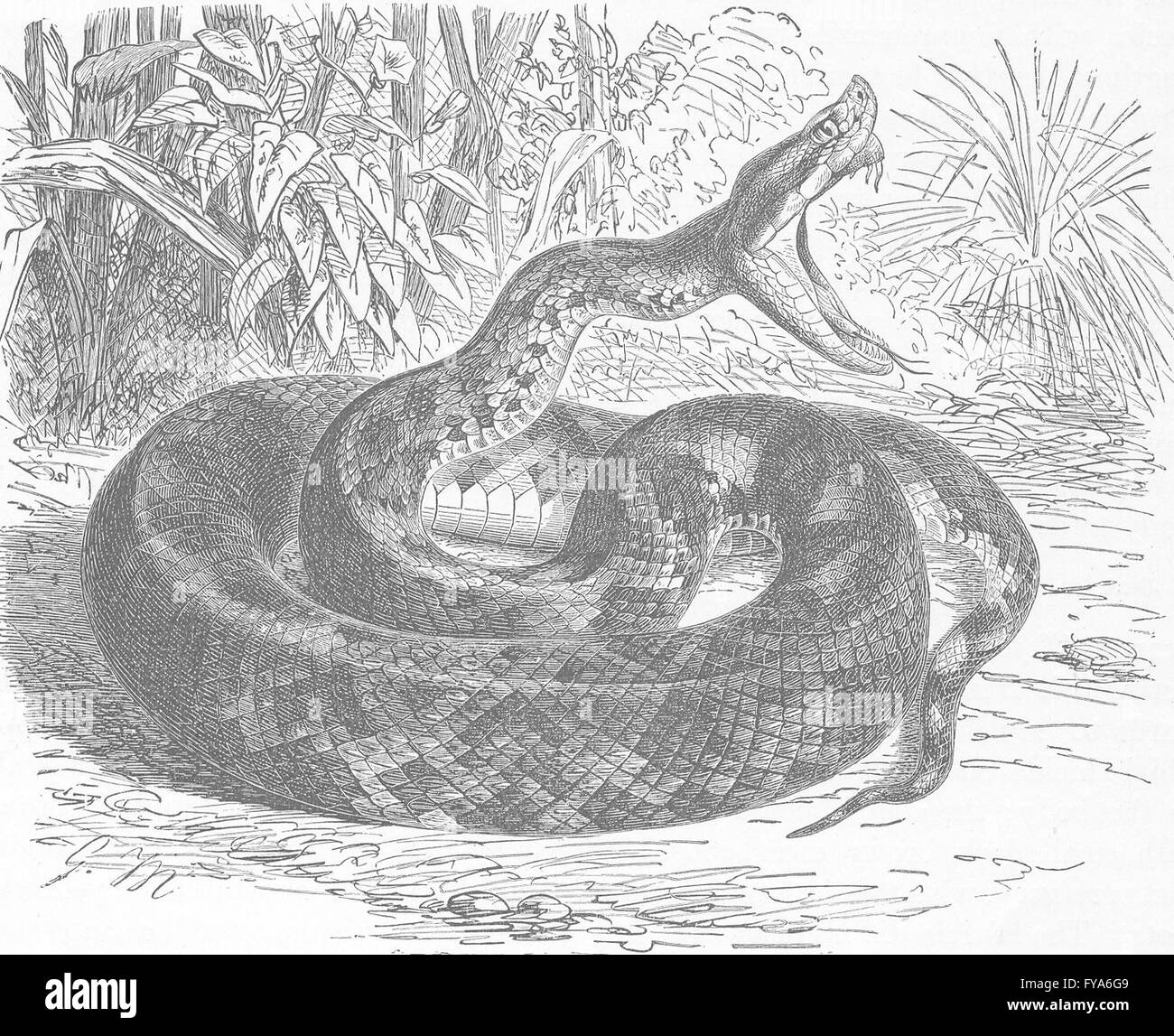 Animali: Rat-tailed pit-viper, antica stampa 1896 Foto Stock