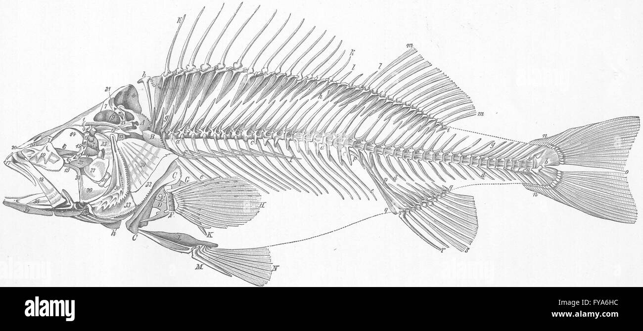 Pesci: scheletro di pesce persico, antica stampa 1896 Foto Stock