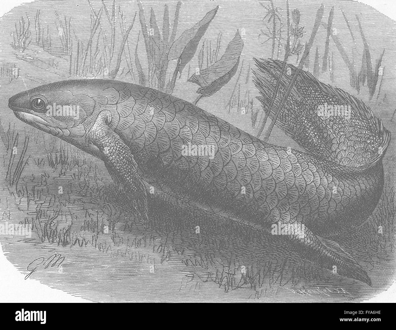 Pesci: Australian polmone-pesce, antica stampa 1896 Foto Stock