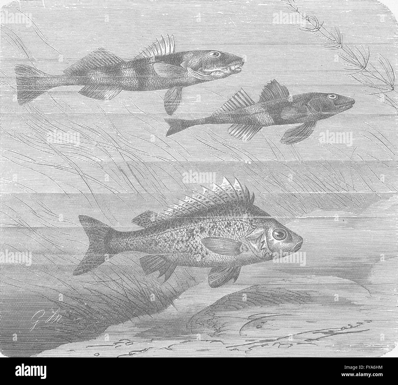 Pesci: più grandi e più piccoli trespoli danubiano & ruffe , antica stampa 1896 Foto Stock