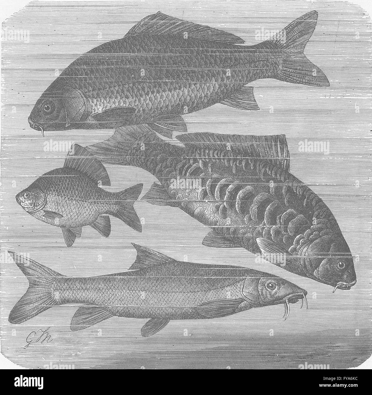 Pesci: Carp; di grande scala; Carassio; Barbo, antica stampa 1896 Foto Stock