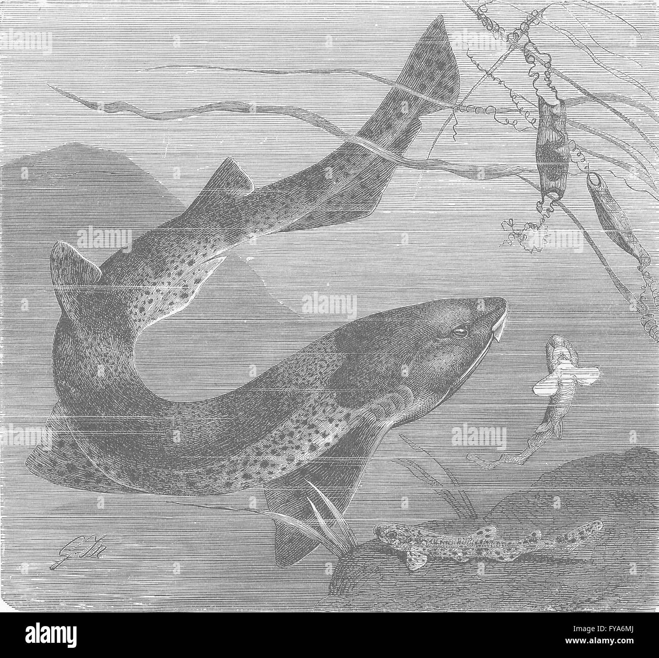 Pesci: Lesser spotted dog-uova , antica stampa 1896 Foto Stock