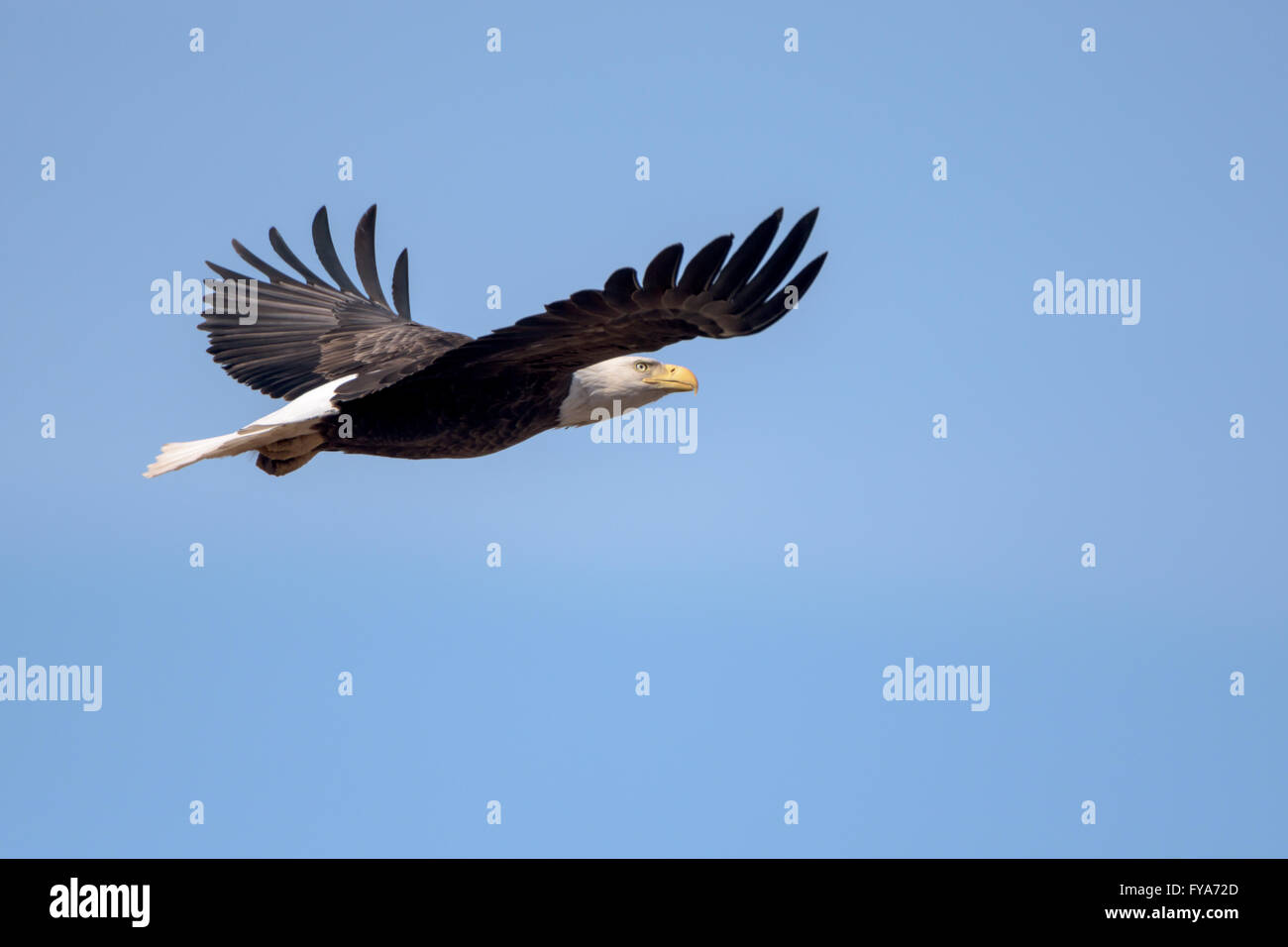 Un Americano aquila calva battenti intorno su una bella giornata. Foto Stock