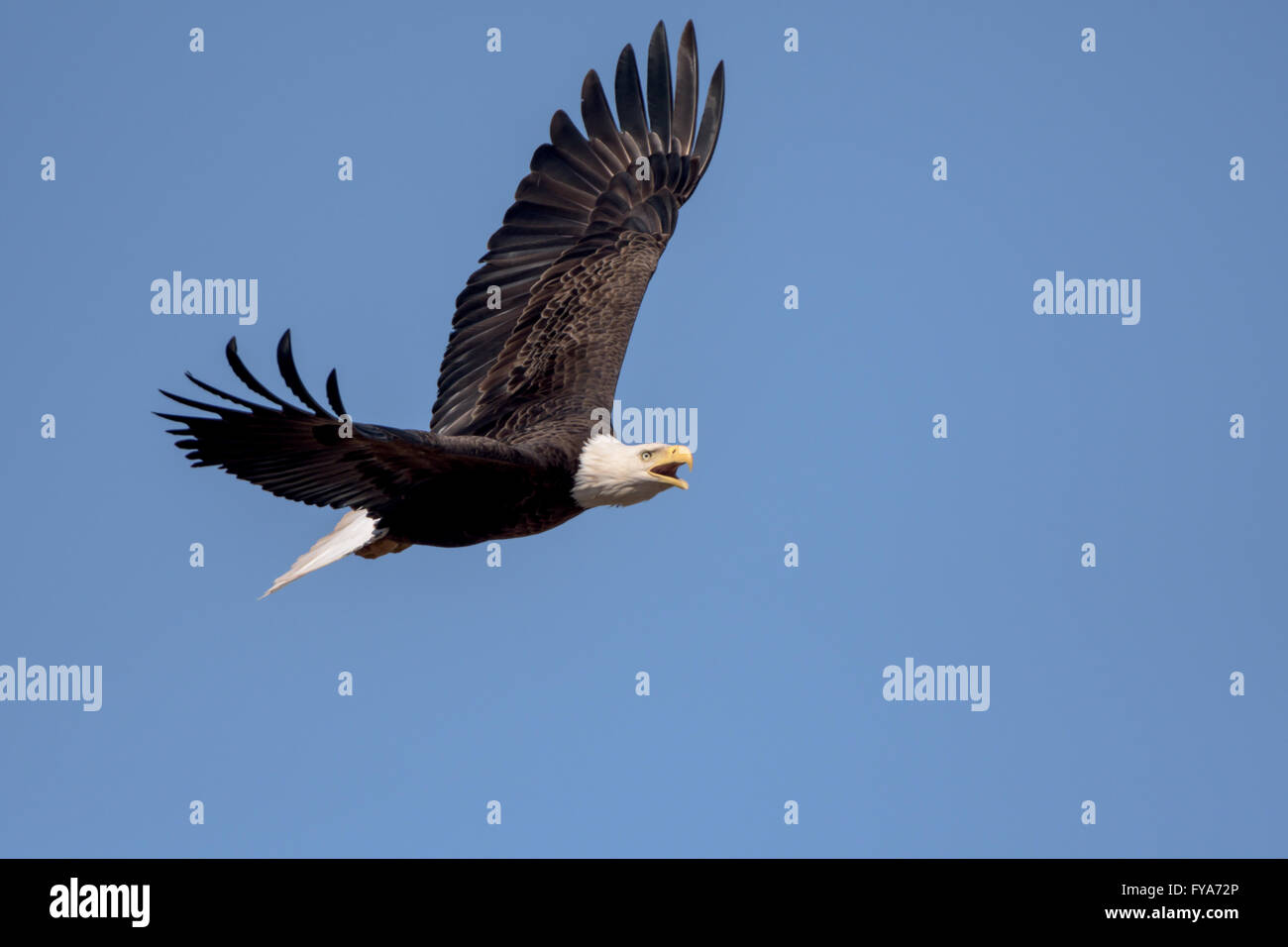 Un Americano aquila calva battenti intorno su una bella giornata. Foto Stock