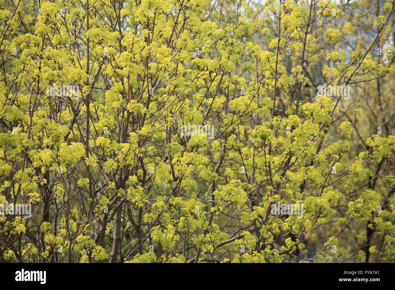 Albero a giornata di primavera Foto Stock