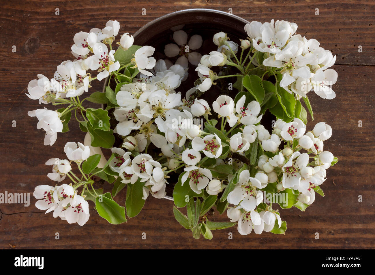 Rami freschi di un albero di mele con fiori di colore bianco e fresche foglie verdi in una pentola di cottura su sfondo di legno come immagine a molla Foto Stock