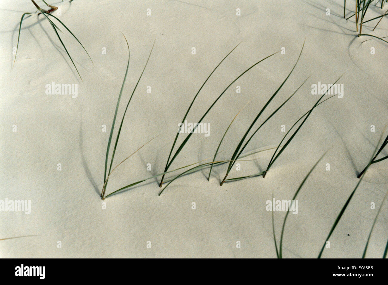 Lame di erba selvatica sono emerse con successo in una vasta distesa di un silicio, spiaggia di sabbia nelle isole Whitsunday. Foto Stock