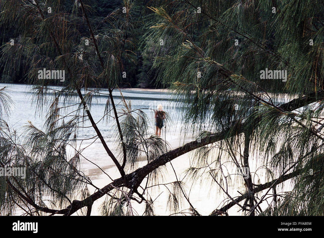 Il mio compagno biondo è visto attraverso un albero di pino ramo camminando sul silicio di una spiaggia di sabbia a bordo d'acqua nel Queensland del Nord. Foto Stock
