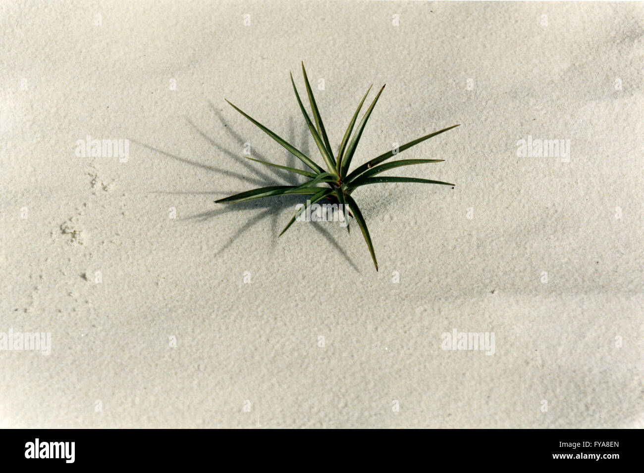 Questa piccola pianta verde era fiorita dopo la spianatura nella vasta distesa di sabbia di silicio spiaggia nelle isole Whitsunday. Foto Stock