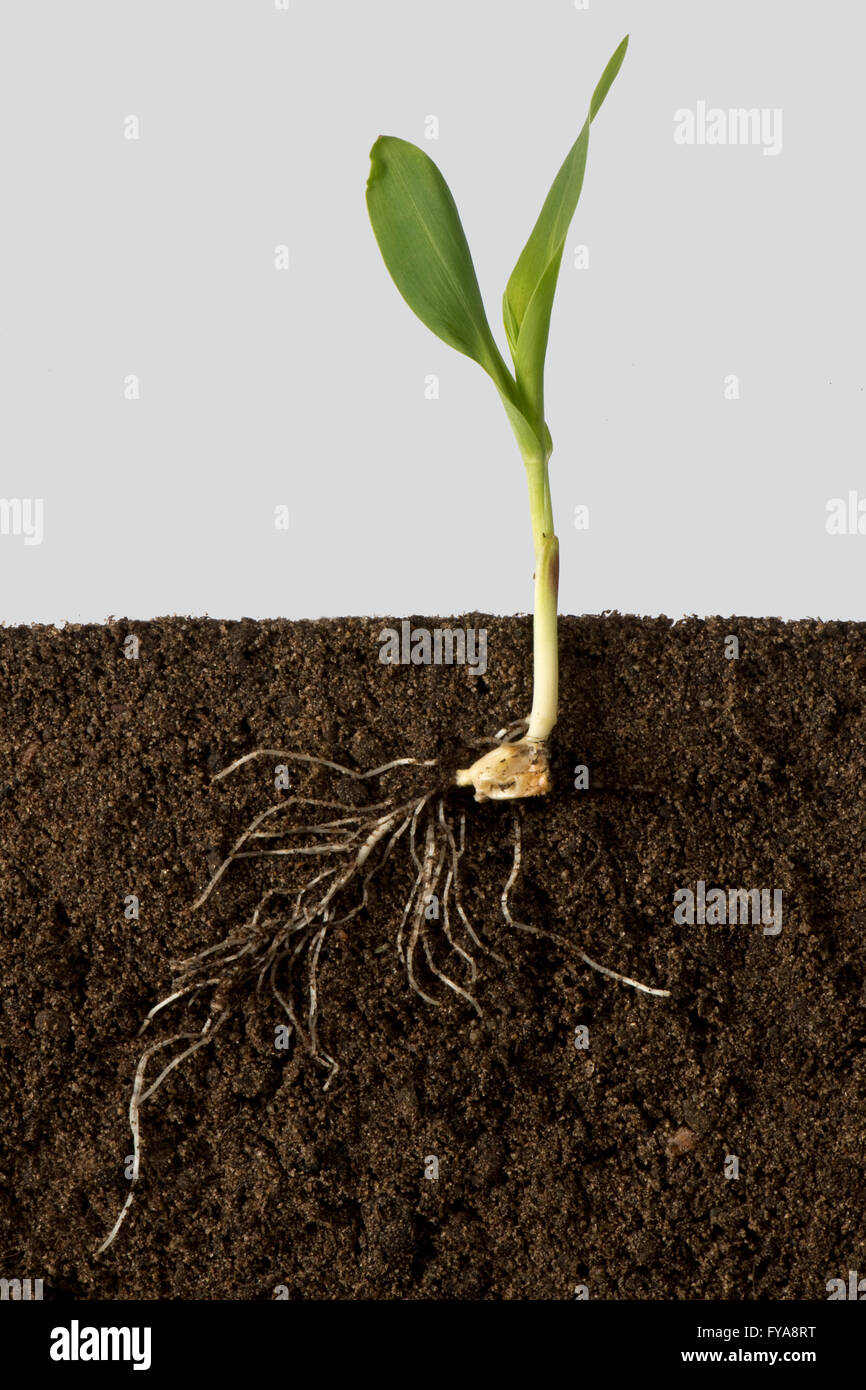 Una piantina di mais o di pianta di mais, Zea mays, mostrando roota e inizio lascia sul terreno Foto Stock