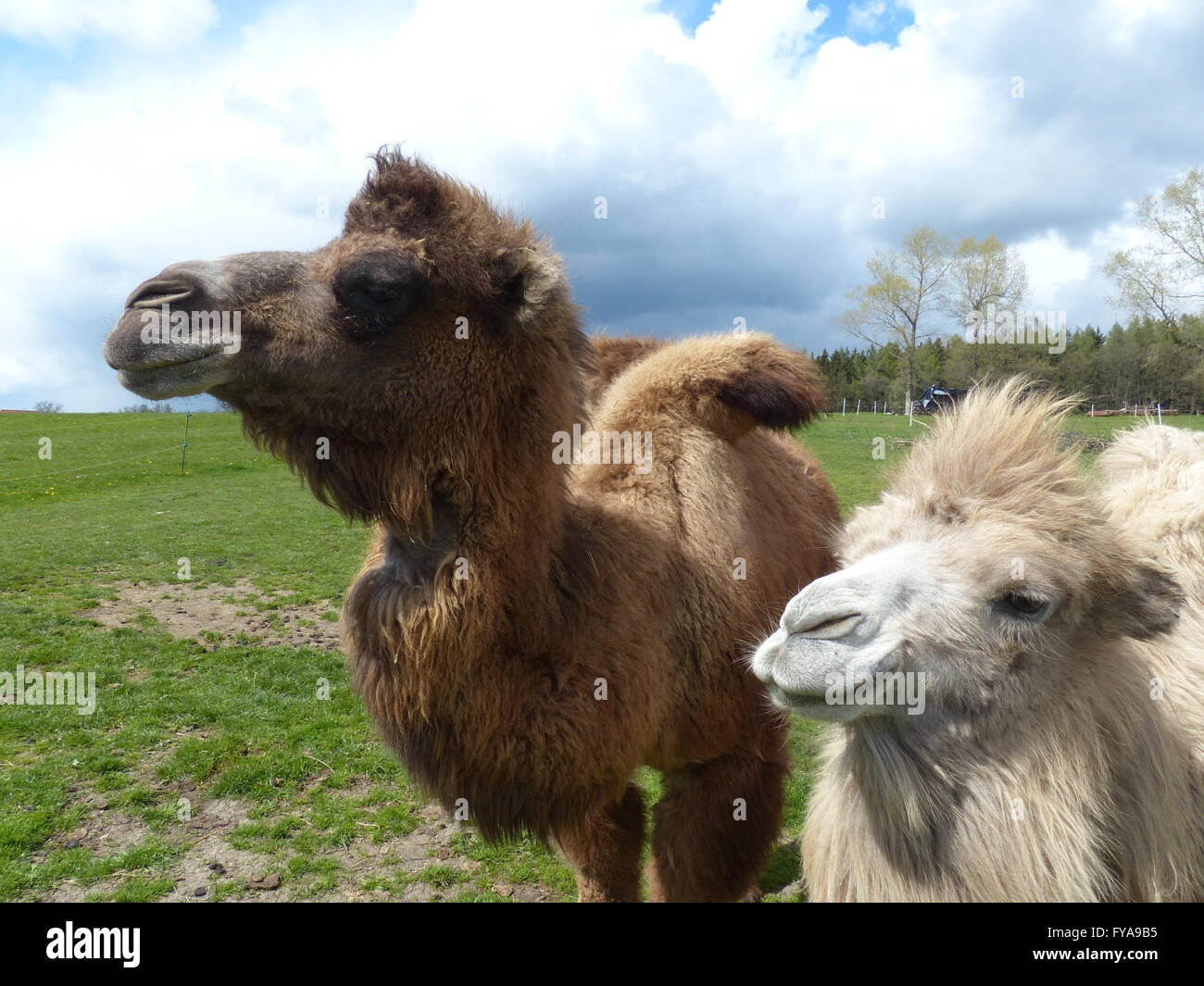 Camel, cammelli, Wild, pelliccia, nubi dromedan Foto Stock
