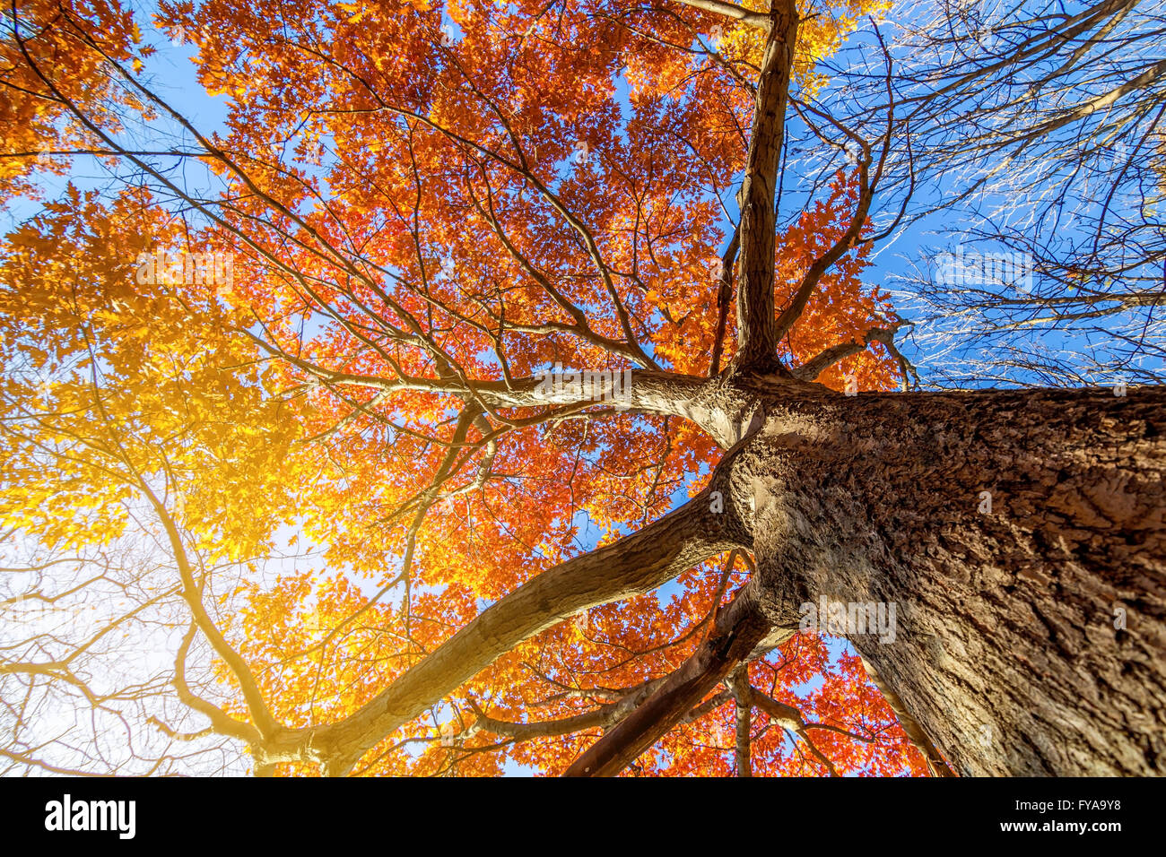 Bellissimi paesaggi autunnali e sky in novembre Foto Stock