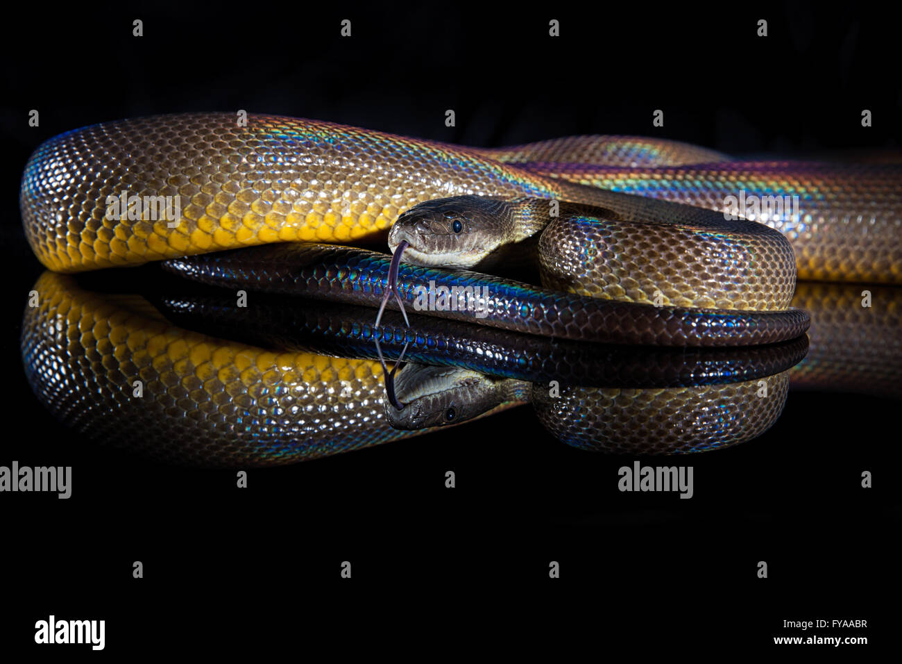 Unico serpente arcobaleno acqua Python - Liasis fuscus - isolato su Black mirror Foto Stock