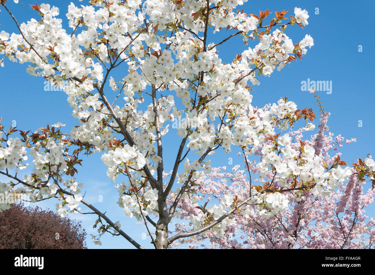 Primavera sbocciano i fiori in Alexandra Park, London Borough of Haringey, Greater London, England, Regno Unito Foto Stock