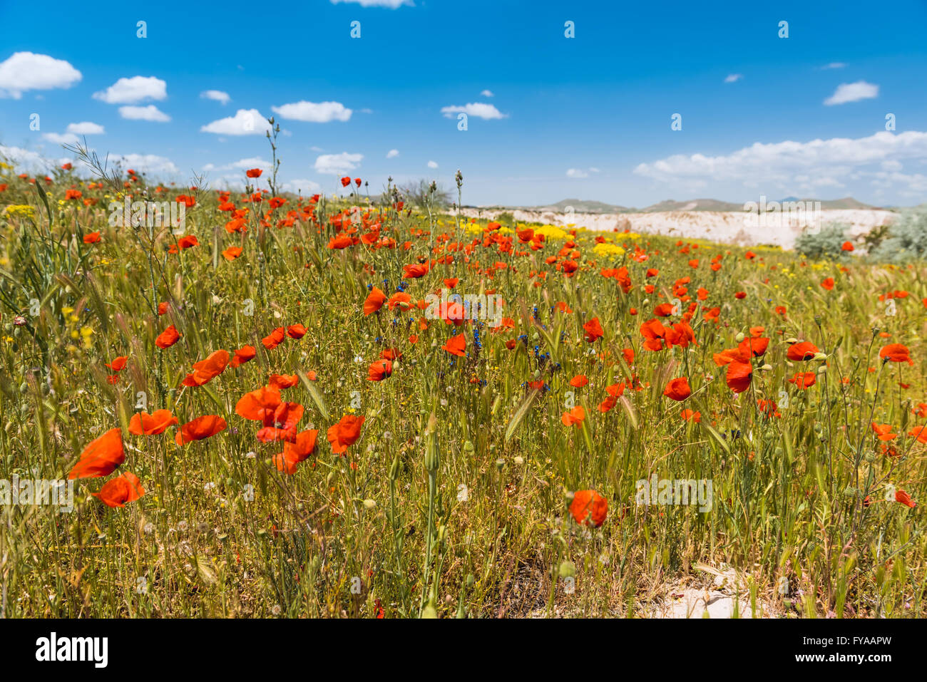 Campo luminoso del papavero rosso dei fiori in estate Foto Stock