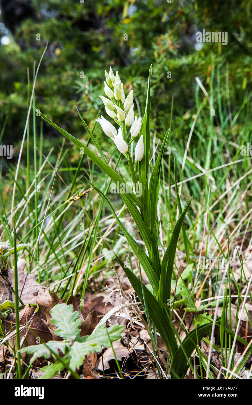 Cephalanthera longifolia Foto Stock