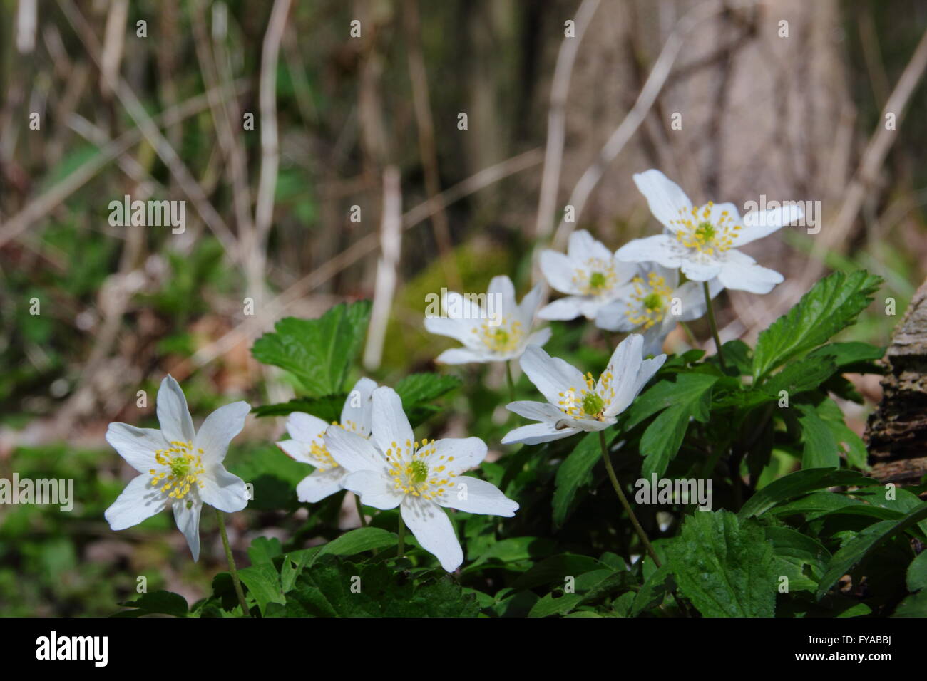 Anemoni di legno (Anemone nemorosa ,) fiore sul pavimento di un antico Derbyshire bosco su una soleggiata giornata di primavera, England Regno Unito - Aprile Foto Stock