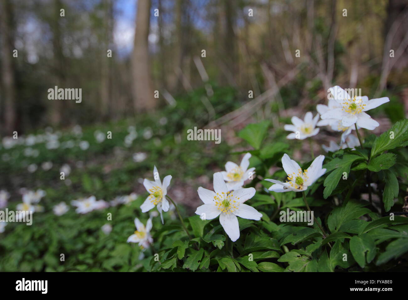 Anemoni di legno (Anemone nemorosa ,) fiore sul pavimento di un antico Derbyshire bosco su una soleggiata giornata di primavera, England Regno Unito - Aprile Foto Stock