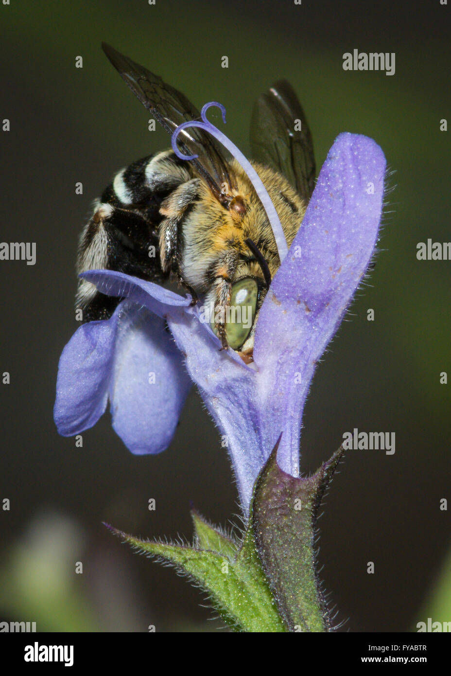 A bande blu Bee di alimentazione. Foto Stock