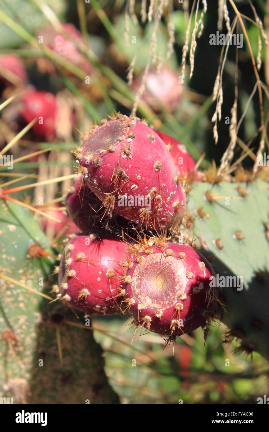 Rosa mature fichidindia Foto Stock